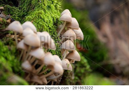 Mushrooms On A Trunk