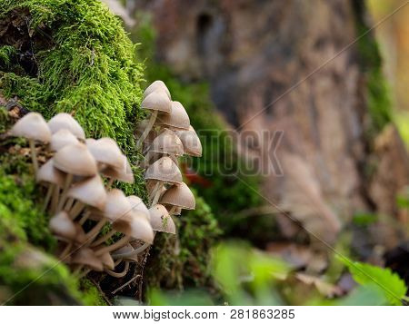 Mushrooms On A Trunk