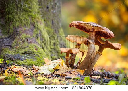 Photo Of Mushrooms
