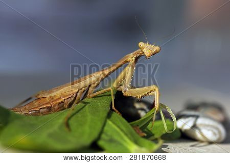 Mediterranean Mantis Or Iris Mantis (iris Oratoria)