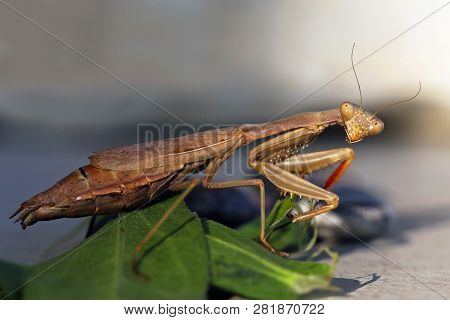 Mediterranean Mantis Or Iris Mantis (iris Oratoria)