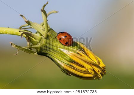 Seven-spot Ladybird (coccinella Septempunctata) On A Flower Bud