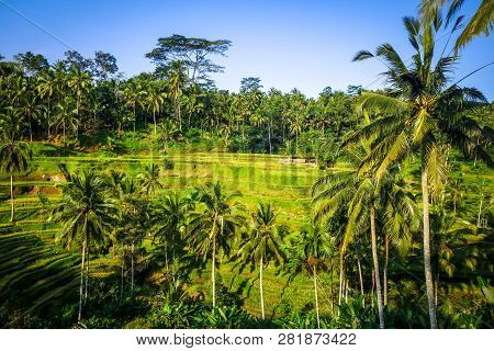 Paddy Field Rice Terraces In Ceking, Ubud, Bali, Indonesia