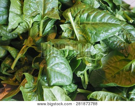 Spinach Vegetables Food