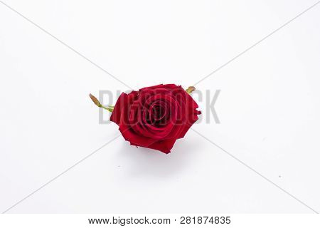 Red Beautiful Flowers Isolated On White . Bouquet Of Red Roses. Red Roses Isolated On White