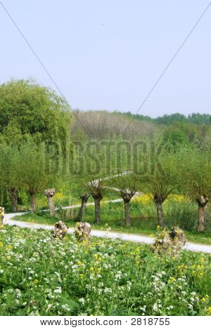 Alberi di salice