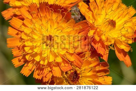 Devils Paintbrush (hieracium Aurantiacum), Close Up Of The Flower Head