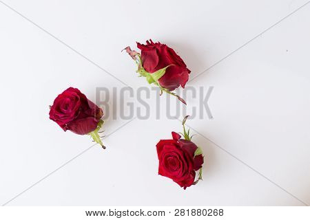 Red Beautiful Flowers Isolated On White . Bouquet Of Red Roses. Red Roses Isolated On White