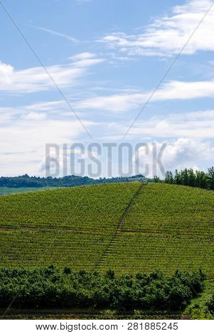 Vineyard Of Langhe, Piedmont - Italy