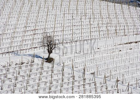 Vineyard Langhe With Snow