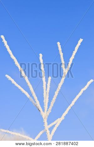 Closeup Of Tree Branches With Rime At Sunny Winter Day In Riga In Latvia.