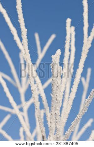 Closeup Of Tree Branches With Rime At Sunny Winter Day In Riga In Latvia.