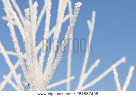 Closeup Of Tree Branches With Rime At Sunny Winter Day In Riga In Latvia.