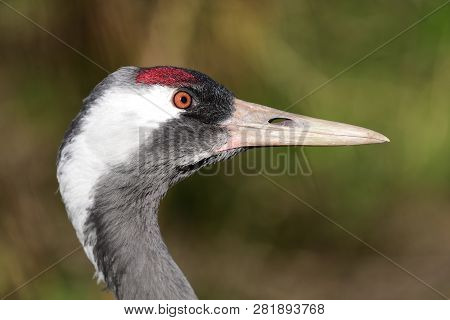 Head Shot Of A Common Crane (grus Grus) In The Wild