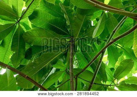 Green Leaves In Sunlight Shone Through The Lines Of Veins Of Plumeria Royal Flower Of Thailand Backg