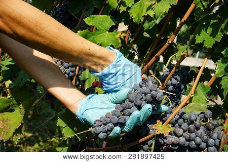 Cutting Of Grape Bunches During The Harvest In The Cannubi Region In Braolo, Piedmont - Italy