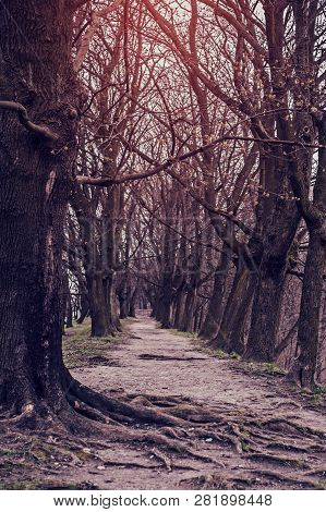 The Trodden Path In A Mysterious Mystical Place And The Tall Old Trees