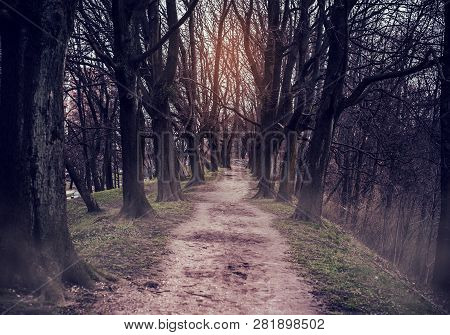 The Trodden Path In A Mysterious Mystical Place And The Tall Old Trees