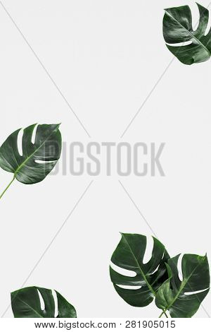 Split leaf philodendron on white background