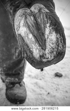 Black Smith Burning Horse Shoe With New Hot Horseshoe To Set Exact Position. Horse Shoeing Process R
