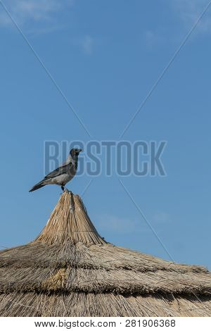 Crow On The Thatched Roof. Vertical Photo