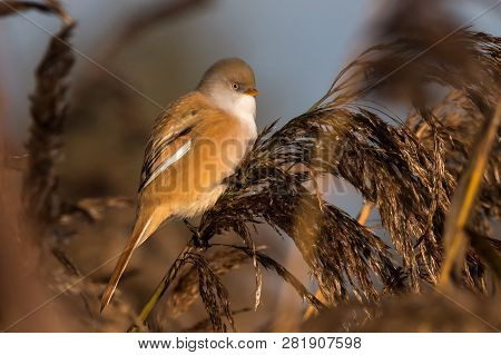 Bearded Tit, Panurus Biarmicus Russicus In Germany