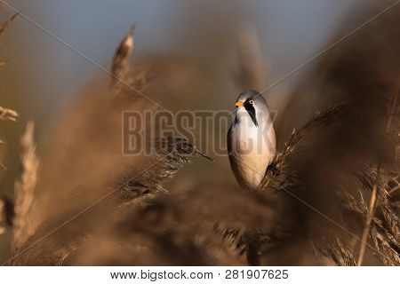 Bearded Tit, Panurus Biarmicus Russicus In Germany