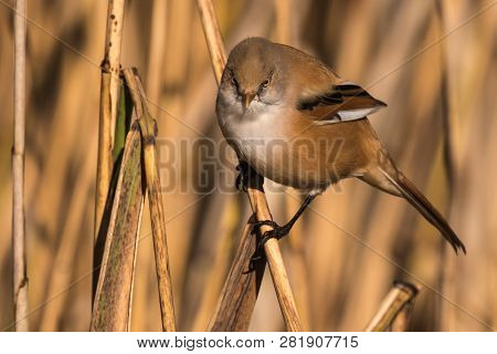 Bearded Tit, Panurus Biarmicus Russicus In Germany
