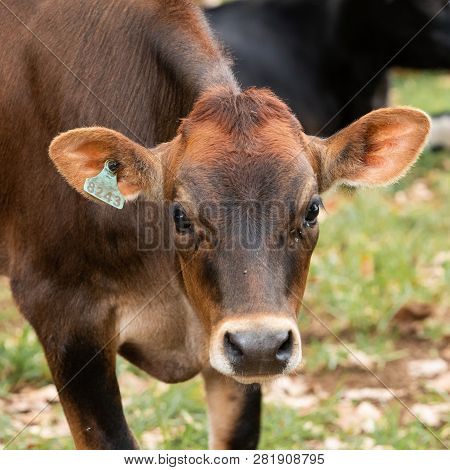 A Pretty Calf Showing Her Numbered Ear Tag In The Natal Midlands, South Africa.