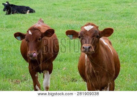 Two Curious Young Cows Looking At The The Photographer In The Natal Midlands, South Africa.