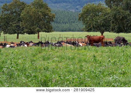 A Herd Of Cows Resting In A Tree Lined Field In The Natal Midlands, South Africa.