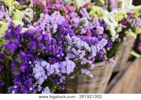 Variety Of Limonium Sinuatum Or Statice Salem Flowers In Blue, Lilac, Violet, Pink, White, Yellow Co