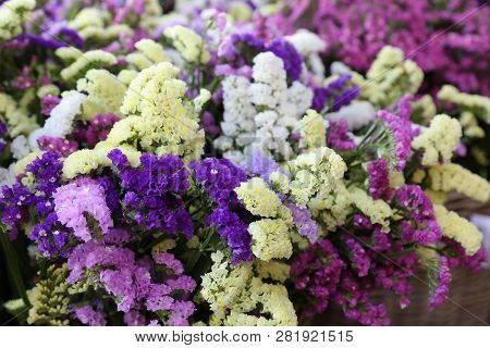 Variety Of Limonium Sinuatum Or Statice Salem Flowers In Blue, Lilac, Violet, Pink, White, Yellow Co