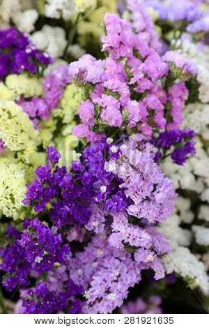 Variety Of Limonium Sinuatum Or Statice Salem Flowers In Violet, Pink, White, Yellow Colors In The G