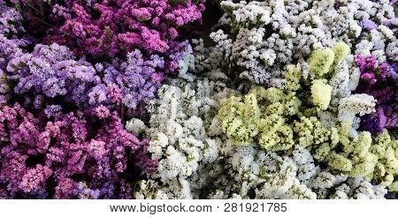Variety Of Limonium Sinuatum Or Statice Salem Flowers In Violet, Pink, White, Yellow Colors In The G