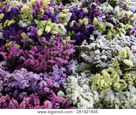 Variety Of Limonium Sinuatum Or Statice Salem Flowers In Violet, Pink, White, Yellow Colors In The G