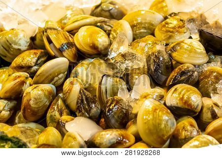 Thai Oysters Enamel Venus Shell (meretrix Lyrata) A Lot Of Fresh Seashells Delicious Sea Delicacy Ba