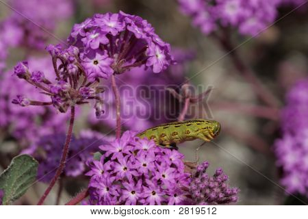 Catepillar4