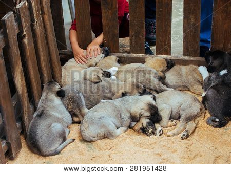 Turkish Breed Shepherd Dog Puppies  Kangal As Livestock Guarding Dog