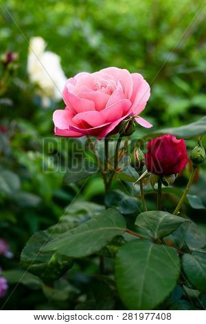 Pink And Red Roses In Botanic Garden.gardening Background
