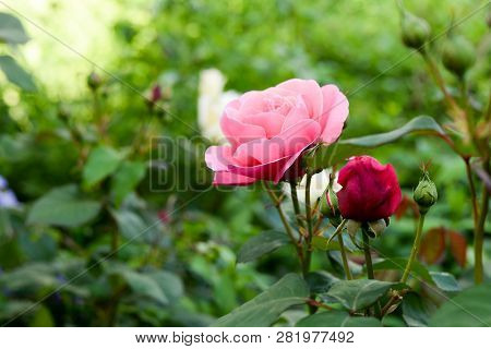 Pink And Red Roses In Botanic Garden
