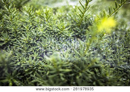 Shinjuku Gyoen National Garden Is A Large Park And Garden In Shinjuku And Shibuya, Tokyo, Japan