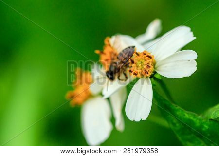 Bee On The Pollen Spanish Needle In Nature