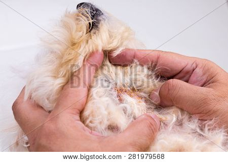 Vet Examining Dog Body Skin With Bad Yeast Fungal Infection