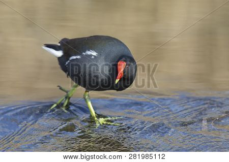 Common Moorhen Walking In Shallow Water To Search For Food On A Cold Morning