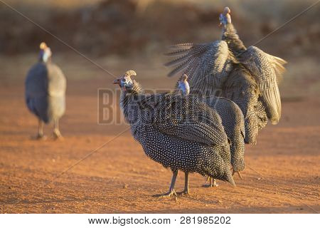 Flock Of Helmeted Guinea Fowl Walking Along A Road In The Late Afternoon Sun
