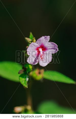 Urena Lobata, Beautiful Pink In Nature, Is A Poisonous Plant With Hairy Thorns Irritating