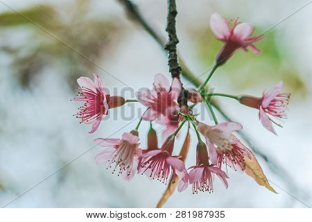 Prunus Cerasoides Are Beautiful Pink In Nature.
In The North Of Thailand Flowering During January - 