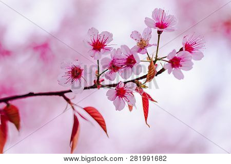 Prunus Cerasoides Are Beautiful Pink In Nature.in The North Of Thailand Flowering During January - F