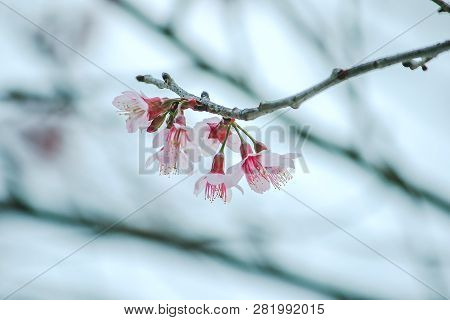 Prunus Cerasoides Are Beautiful Pink In Nature.in The North Of Thailand Flowering During January - F